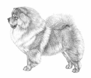 Chow chow outlet keeshond