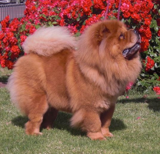 mesh Tanke Faial Genetics in the Chow Chow, colors and layers – The Lost Kingdom Chow Chows