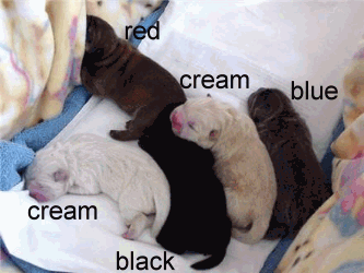 newborn chow chow puppies